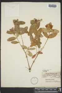 Hypericum frondosum image