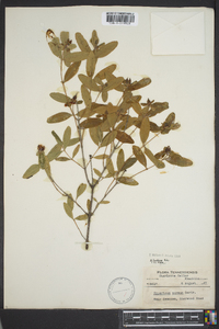 Hypericum frondosum image