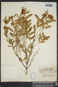 Hypericum frondosum image