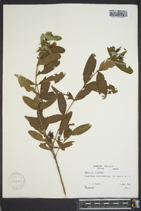 Hypericum frondosum image