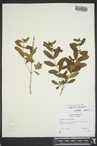 Hypericum frondosum image