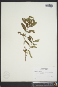 Hypericum frondosum image