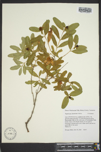 Hypericum frondosum image