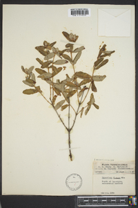 Hypericum frondosum image