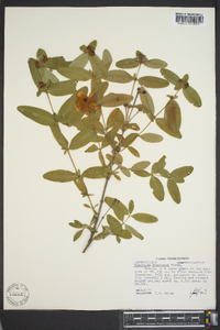 Hypericum frondosum image