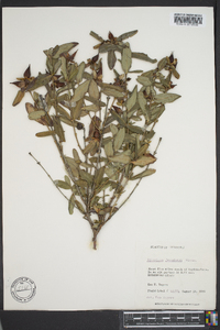 Hypericum frondosum image