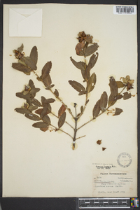 Hypericum frondosum image