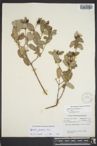 Hypericum frondosum image