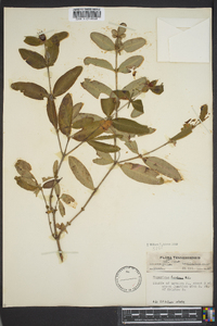 Hypericum frondosum image