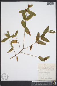 Hypericum frondosum image