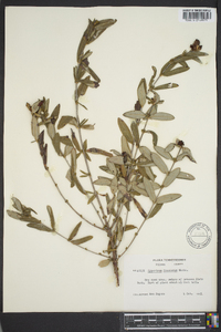 Hypericum frondosum image