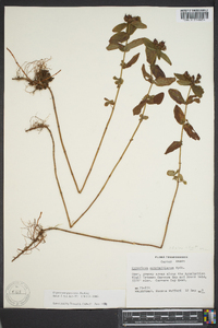 Hypericum graveolens image