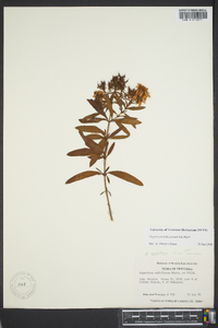 Hypericum lobocarpum image