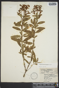 Hypericum lobocarpum image