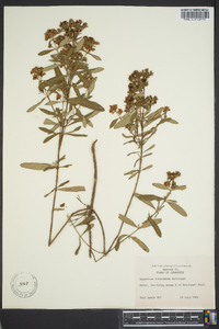 Hypericum lobocarpum image