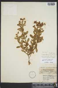 Hypericum lobocarpum image