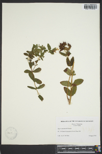 Hypericum mitchellianum image