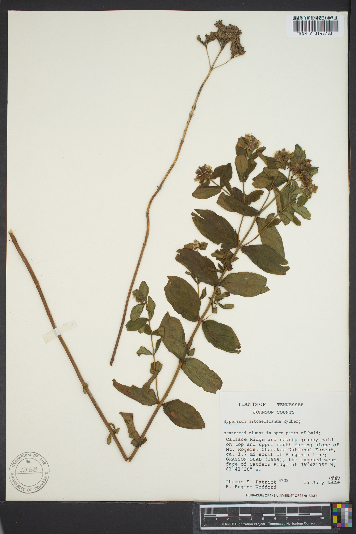 Hypericum mitchellianum image