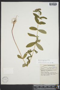 Hypericum mitchellianum image