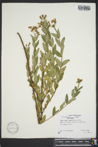 Hypericum nudiflorum image