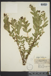 Hypericum nudiflorum image