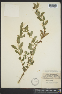 Hypericum nudiflorum image