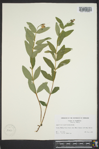 Hypericum nudiflorum image