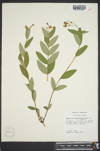 Hypericum nudiflorum image