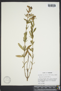 Hypericum prolificum image