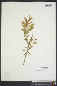 Hypericum prolificum image