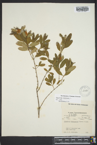 Hypericum prolificum image