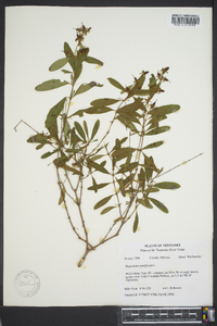 Hypericum prolificum image