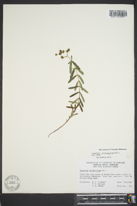 Hypericum sphaerocarpum image