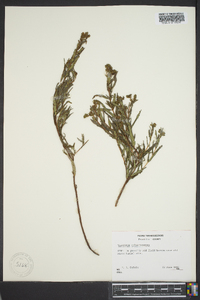 Hypericum sphaerocarpum image