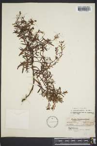 Hypericum sphaerocarpum var. turgidum image