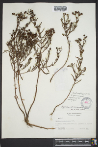 Hypericum sphaerocarpum image