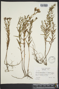 Hypericum sphaerocarpum var. turgidum image