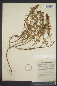 Hypericum stragulum image