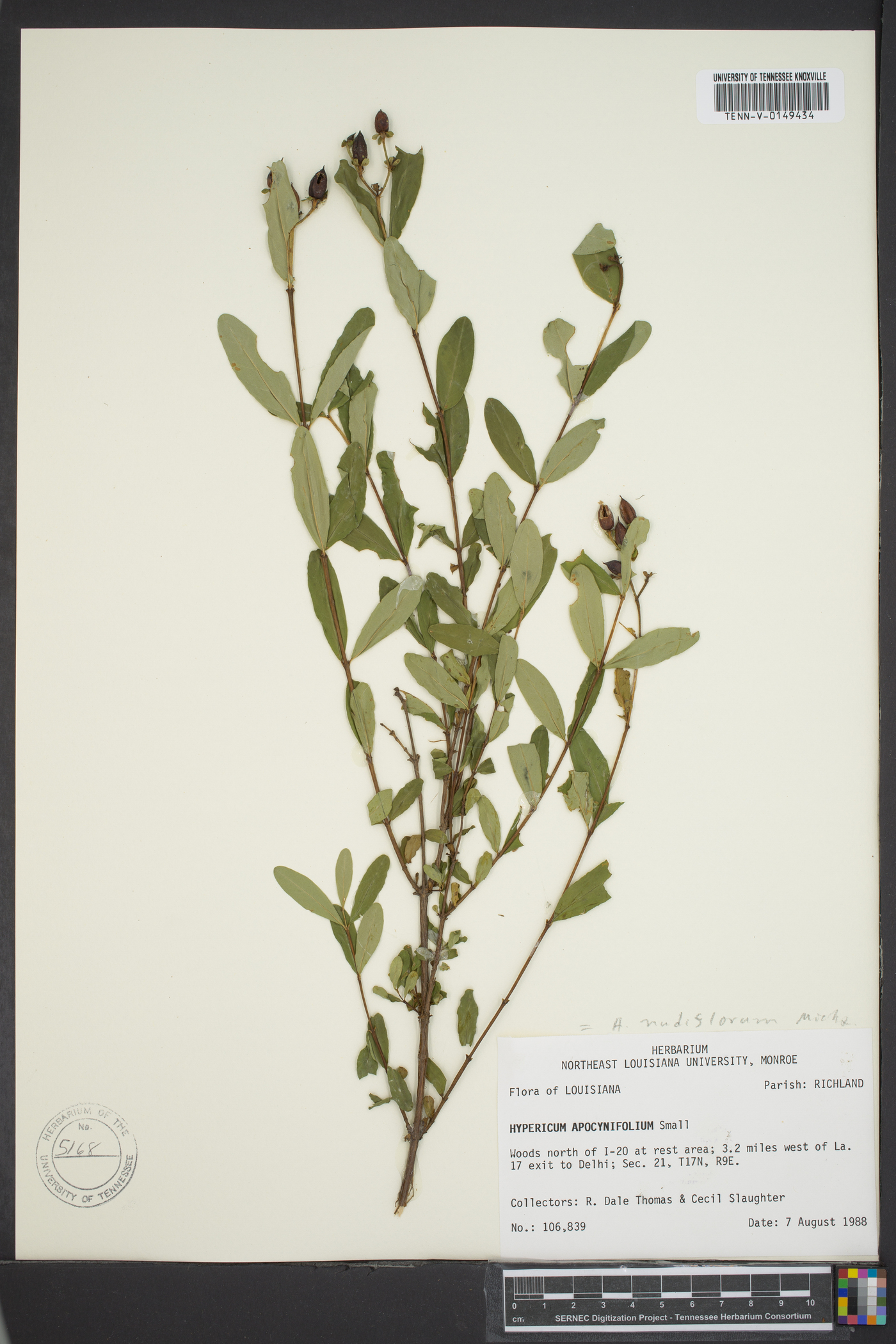 Hypericum apocynifolium image