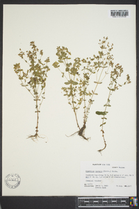 Hypericum boreale image