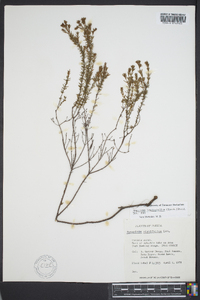 Hypericum brachyphyllum image