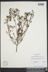 Hypericum brachyphyllum image