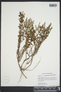 Hypericum brachyphyllum image