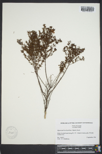 Hypericum brachyphyllum image