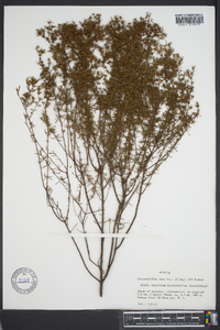 Hypericum brachyphyllum image