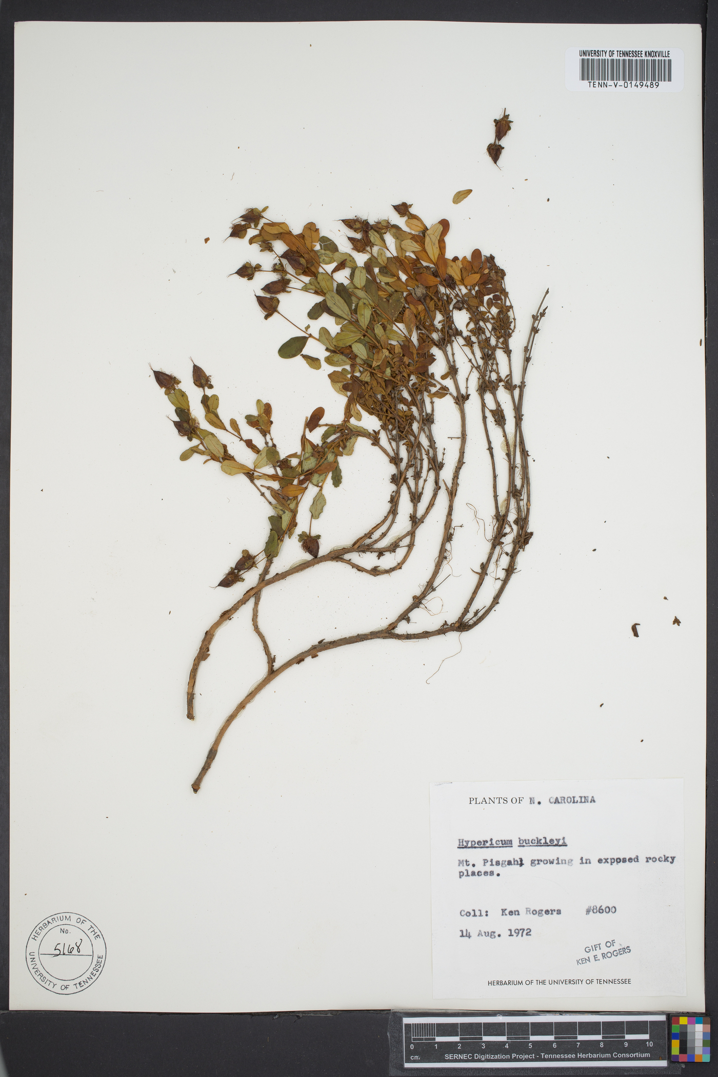 Hypericum buckleyi image