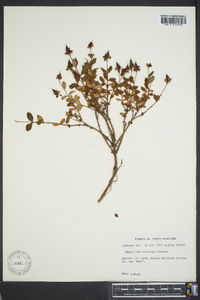 Hypericum buckleyi image