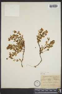 Hypericum buckleyi image