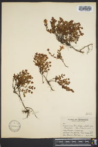 Hypericum buckleyi image