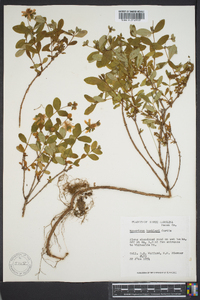 Hypericum buckleyi image